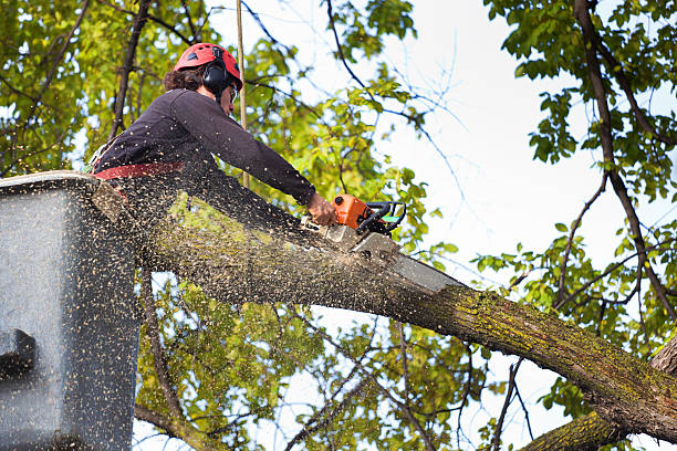 Professional Tree Services in North Fond Du Lac, WI